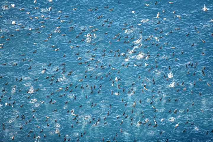 hundreds of dark birds floating on water